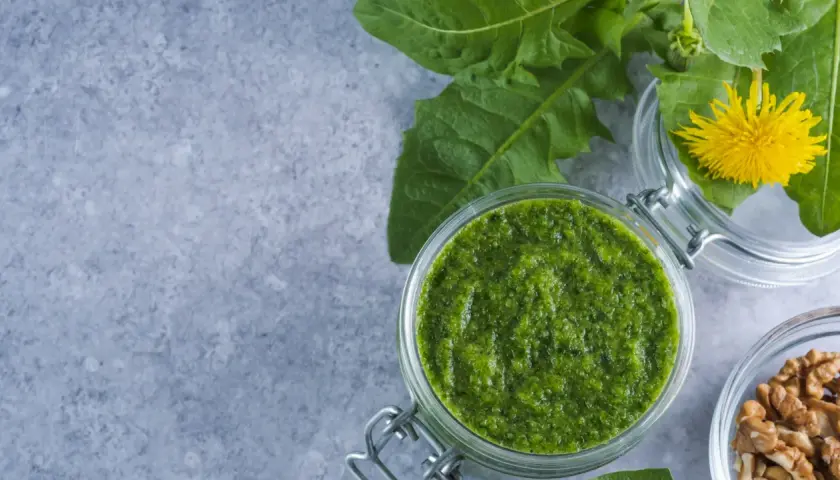 Frisches Löwenzahnpesto im Glas, bereit zum pesto haltbar machen. Daneben Walnüsse und Löwenzahnblüten.